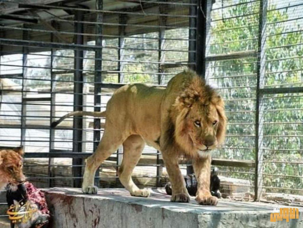 بالصور..مشتل العتبة الحسينية في كربلاء يشهد ولادة اربعة أشبال في وحدة الحيوانات 8 66B77151 A68F 432D B579 70C9A468E1B0