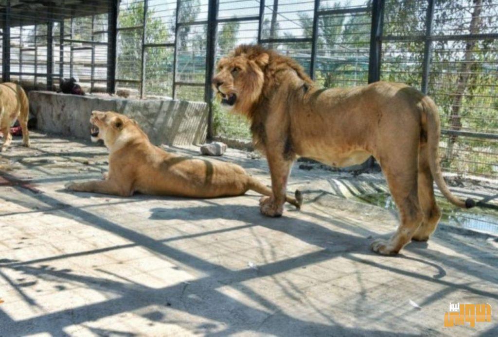 بالصور..مشتل العتبة الحسينية في كربلاء يشهد ولادة اربعة أشبال في وحدة الحيوانات 10 BFF9B2D7 C715 42B1 B608 30637814C131