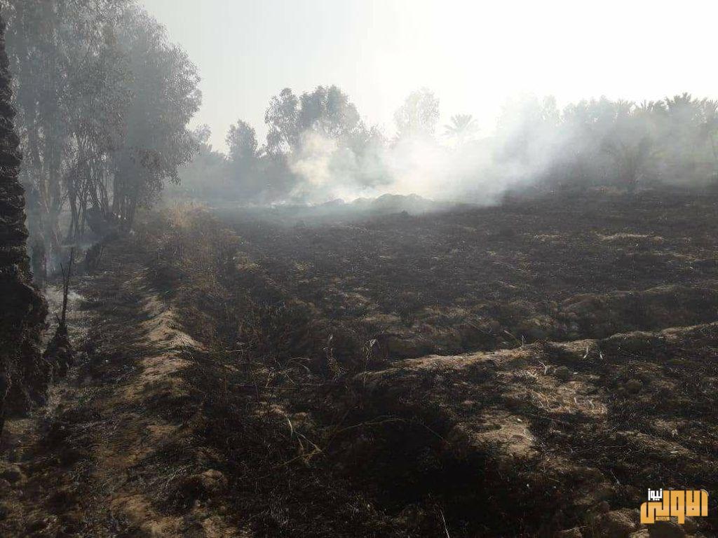 بالصور .. “حرائق غامضة” تلتهم اقدم بساتين ديالى 7 2D7CEAC7 822F 4233 8D52 155B3A1E3447
