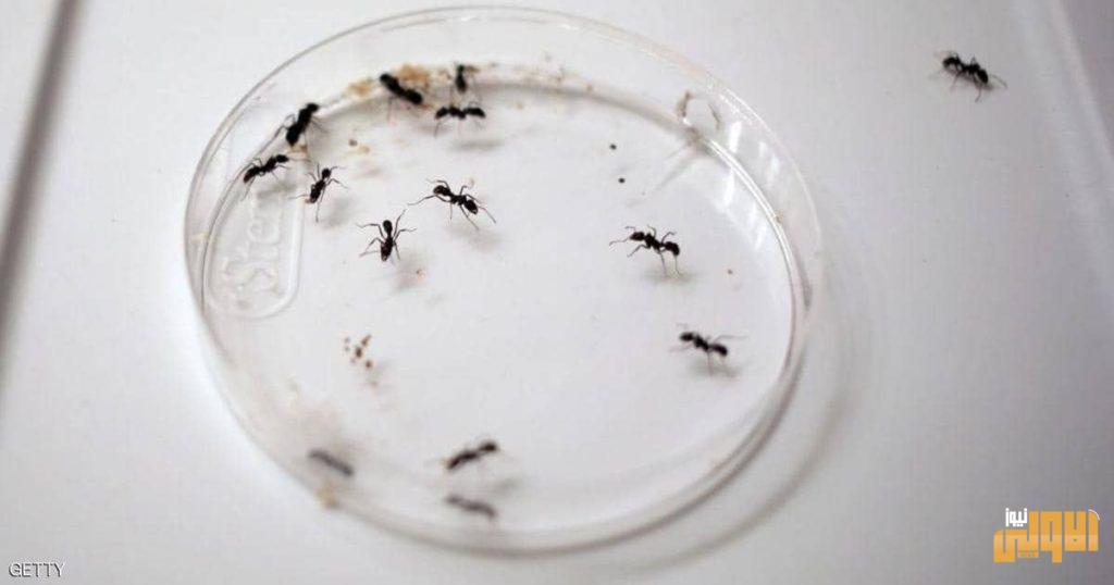 ماقصة غزو النمل ل "فيسبوك " ؟اليكم الإجابة 4 IMG 20200518 163602 165