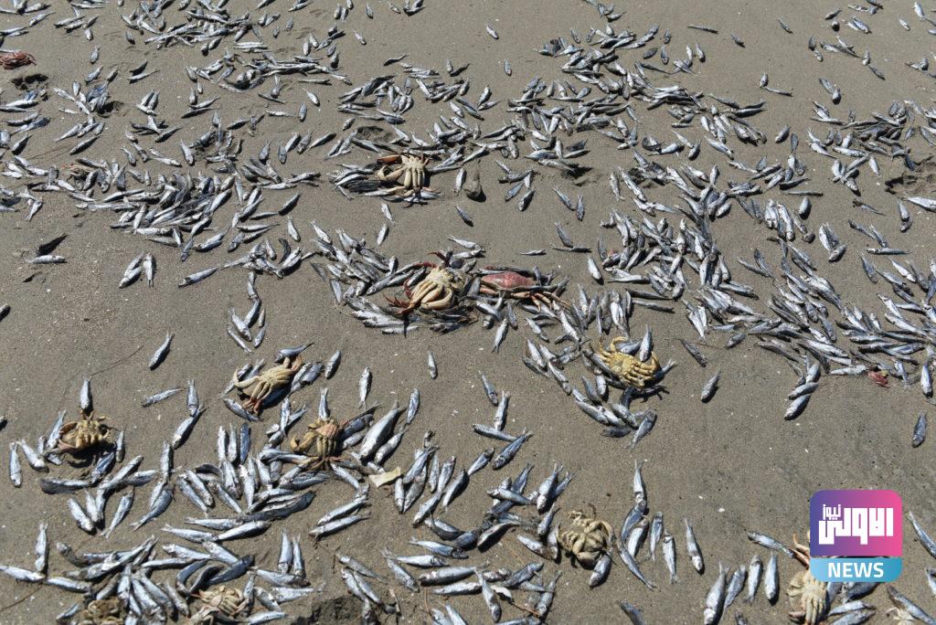 نفوق مئات الأطنان من الأسماك على شواطئ تشيلي 10 602a226a42360403372276b6