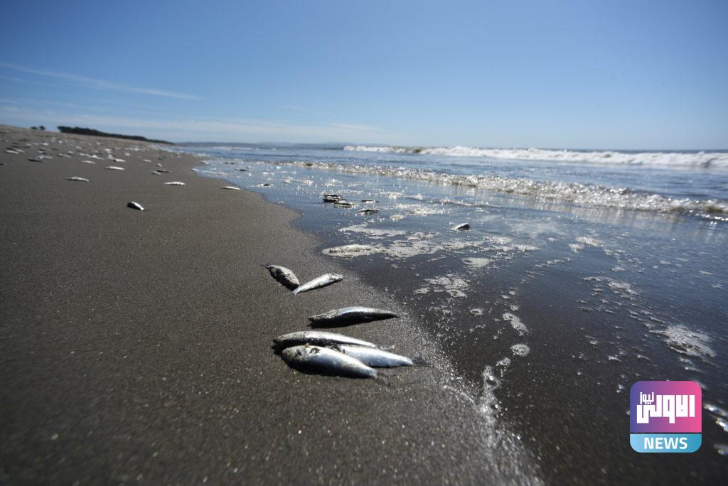 نفوق مئات الأطنان من الأسماك على شواطئ تشيلي 9 602a228e423604797260446d