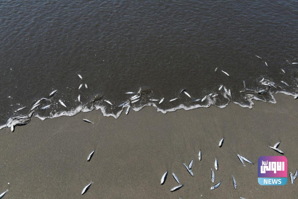 نفوق مئات الأطنان من الأسماك على شواطئ تشيلي 8 602a22a84c59b7370367cf6e