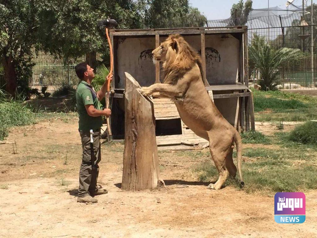 "سيف الفتلاوي " مروض الحيوانات المفترسة (صور) 26 FB IMG 1614199092157