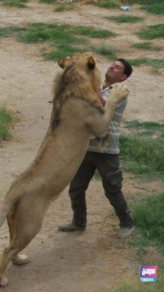 "سيف الفتلاوي " مروض الحيوانات المفترسة (صور) 24 FB IMG 1614199105000