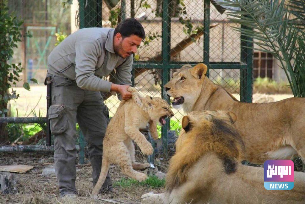 "سيف الفتلاوي " مروض الحيوانات المفترسة (صور) 29 FB IMG 1614199117046