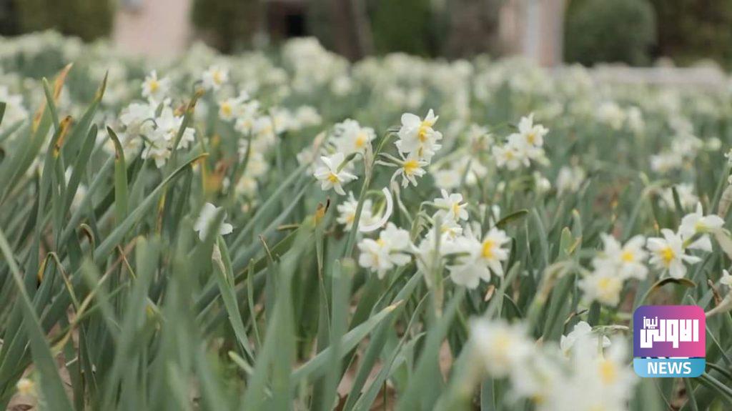 النرجس (صور) 10 FB IMG 1615507620562