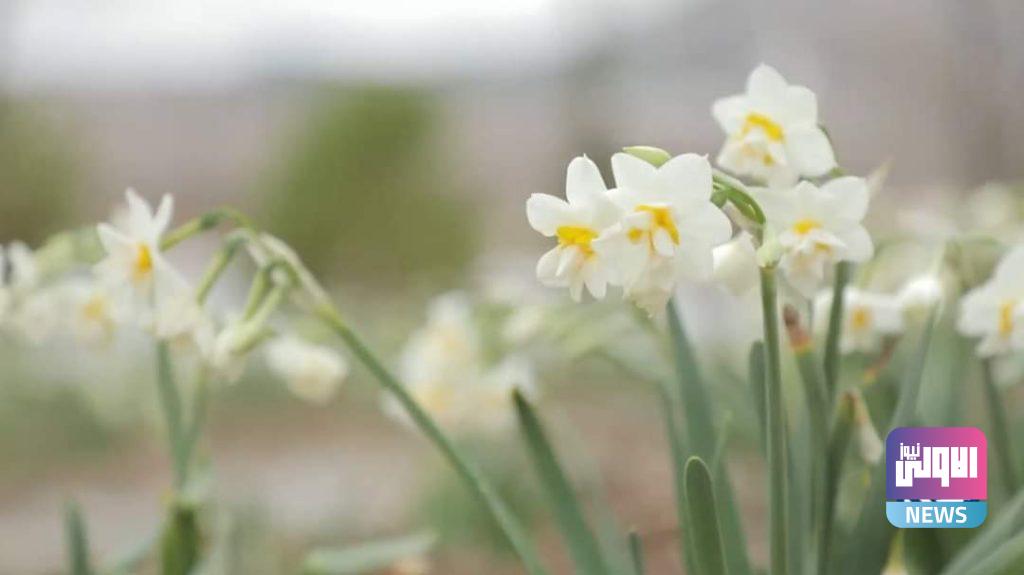 النرجس (صور) 12 FB IMG 1615507625125