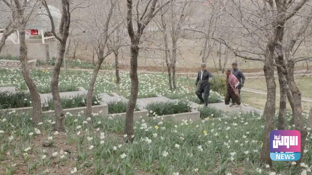 النرجس (صور) 13 FB IMG 1615507628891