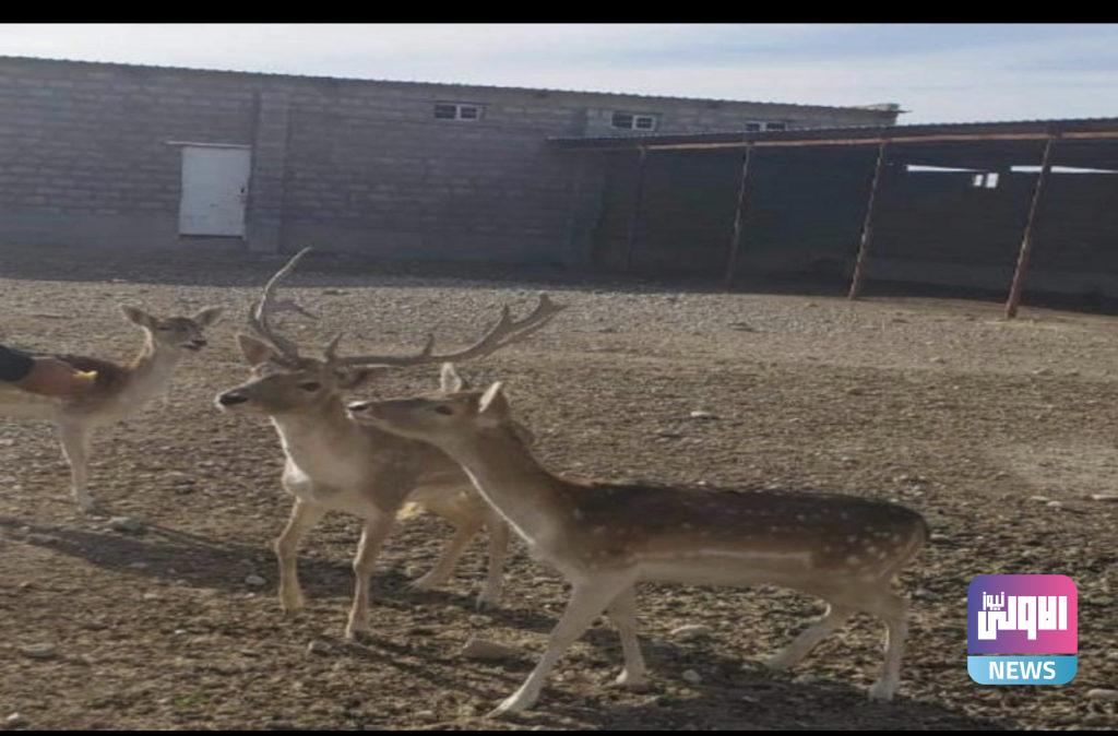 رغم ارتفاع أسعارها.. تربية الغزلان تشق طريقها إلى المزارع العراقية ’’والريم’’ الأكثر طلباً 10 113CFB1C 8A06 42C0 942E 22BB0E047ACF