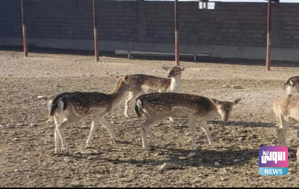رغم ارتفاع أسعارها.. تربية الغزلان تشق طريقها إلى المزارع العراقية ’’والريم’’ الأكثر طلباً 9 3D34CA70 7021 4907 BE3B B3C00C588CA1