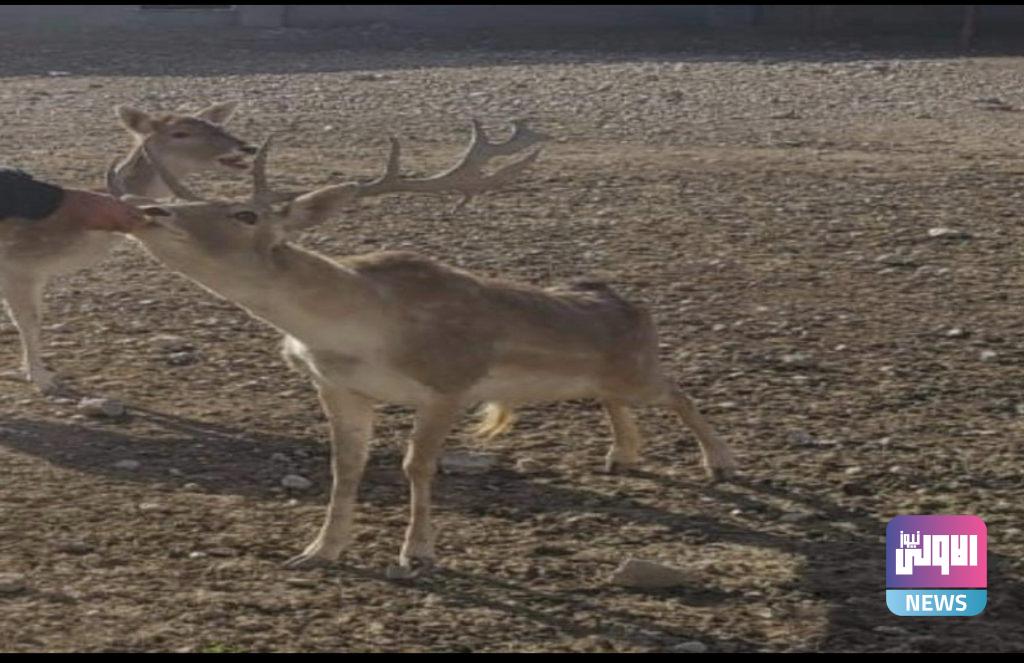 رغم ارتفاع أسعارها.. تربية الغزلان تشق طريقها إلى المزارع العراقية ’’والريم’’ الأكثر طلباً 8 7AD91792 4B25 42CC 922F 7AD8AD99E93C