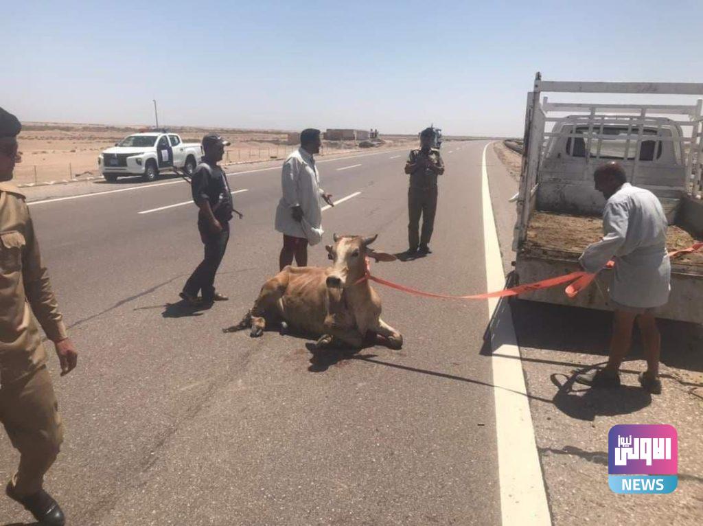 حيوان هارب يتسبب بقطع طريق دولي جنوبي العراق (صور) 13 IMG 20210529 143646 296