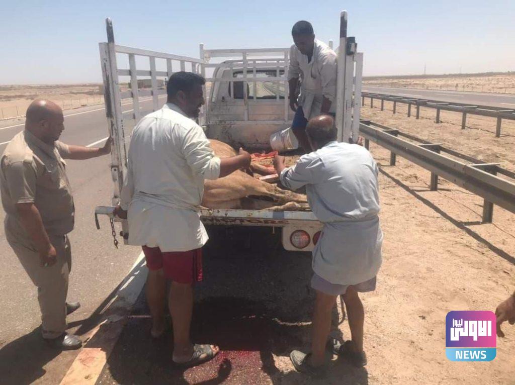 حيوان هارب يتسبب بقطع طريق دولي جنوبي العراق (صور) 12 IMG 20210529 143650 092