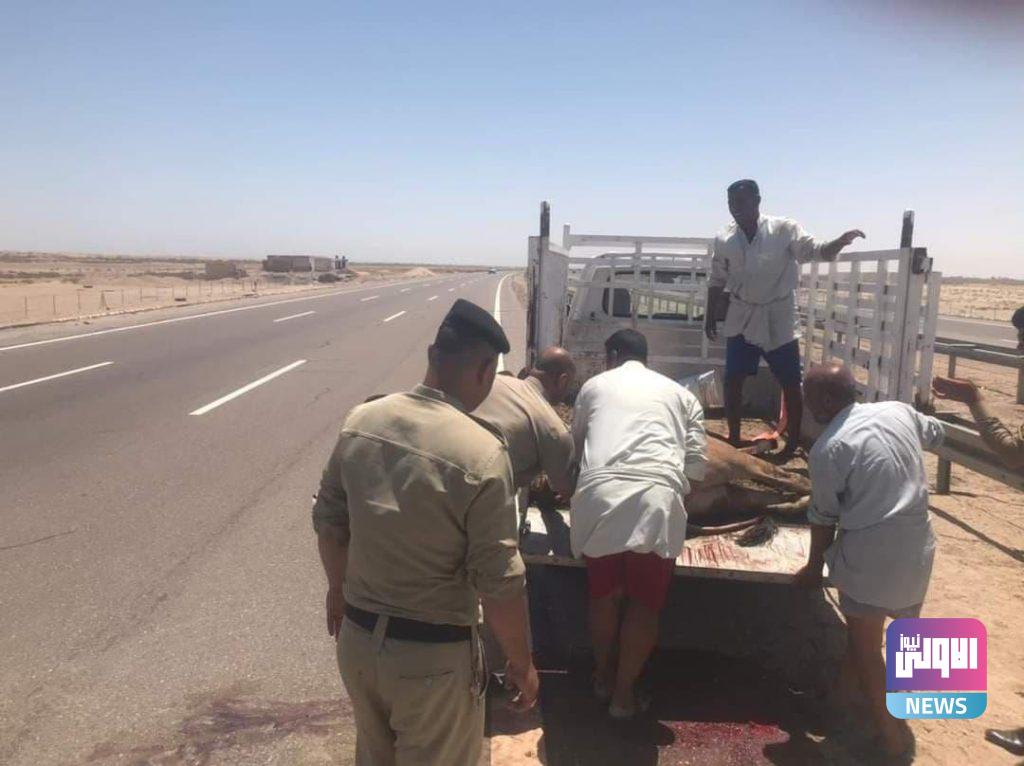 حيوان هارب يتسبب بقطع طريق دولي جنوبي العراق (صور) 10 IMG 20210529 143657 489