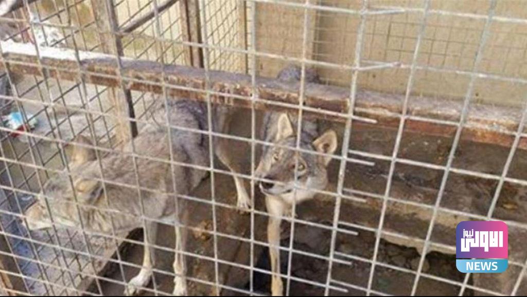 "رعب وعويل".. وحوش كاسرة صعبة المراس في العراق (صور) 12 47D0284F FC90 4017 99B9 1E04680E7F9D