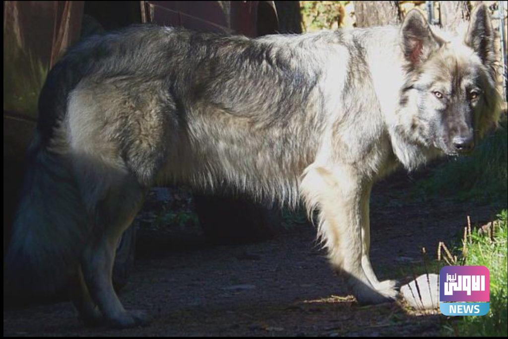 "رعب وعويل".. وحوش كاسرة صعبة المراس في العراق (صور) 11 94A17120 4E6D 4B27 BAA6 E822432E4BC0