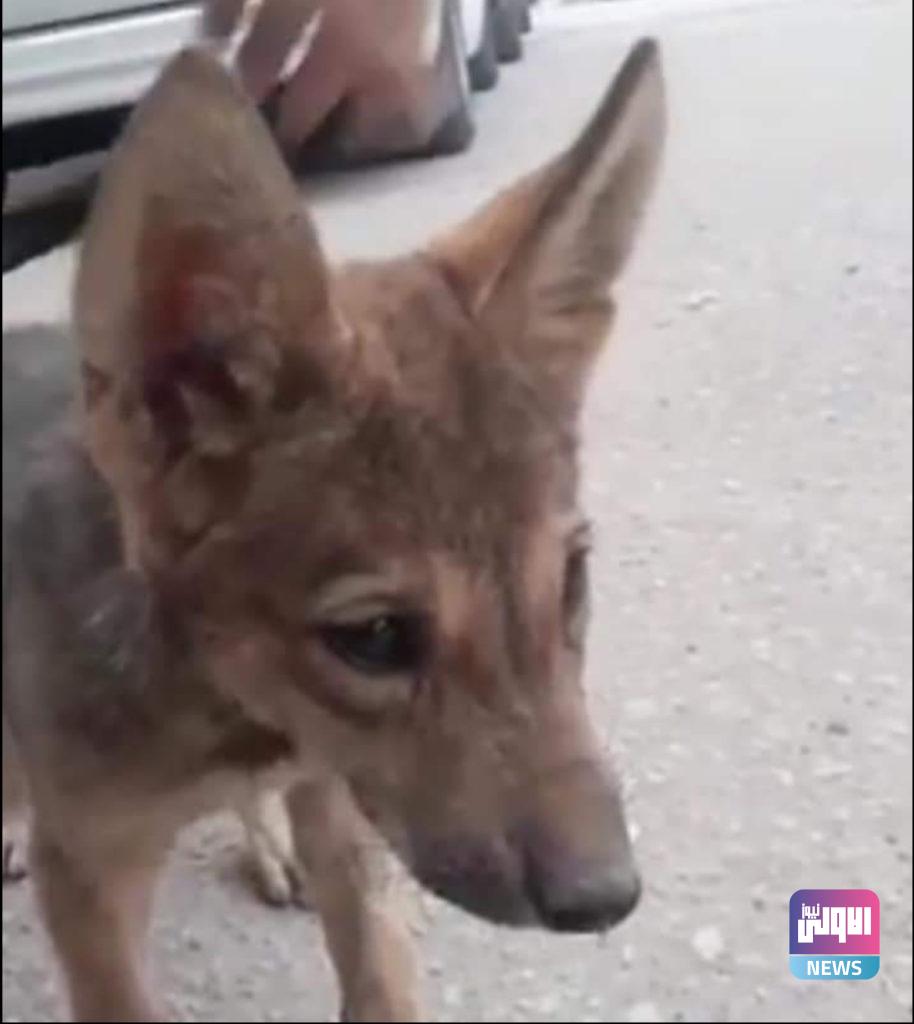 "رعب وعويل".. وحوش كاسرة صعبة المراس في العراق (صور) 10 CA32EC37 78E1 4F65 ABF5 C47F12B95150