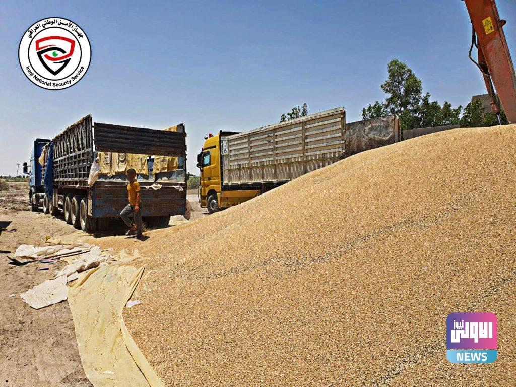 قبل تسويقها لوزارة التجارة الامن الوطني في الديوانية يضبط كميات كبيرة من "الحنطة السامة" (صور) 4 IMG 20210620 WA0042