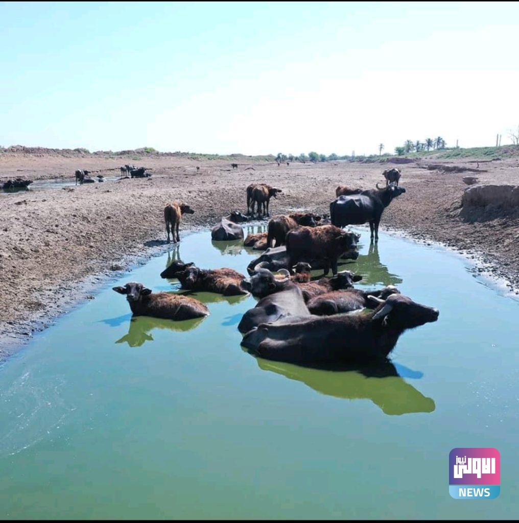 العراق يتعرض لحصار مائي نتيجة قطع دول الجوار للمياه (صور) 7 Screenshot 20210725 193748